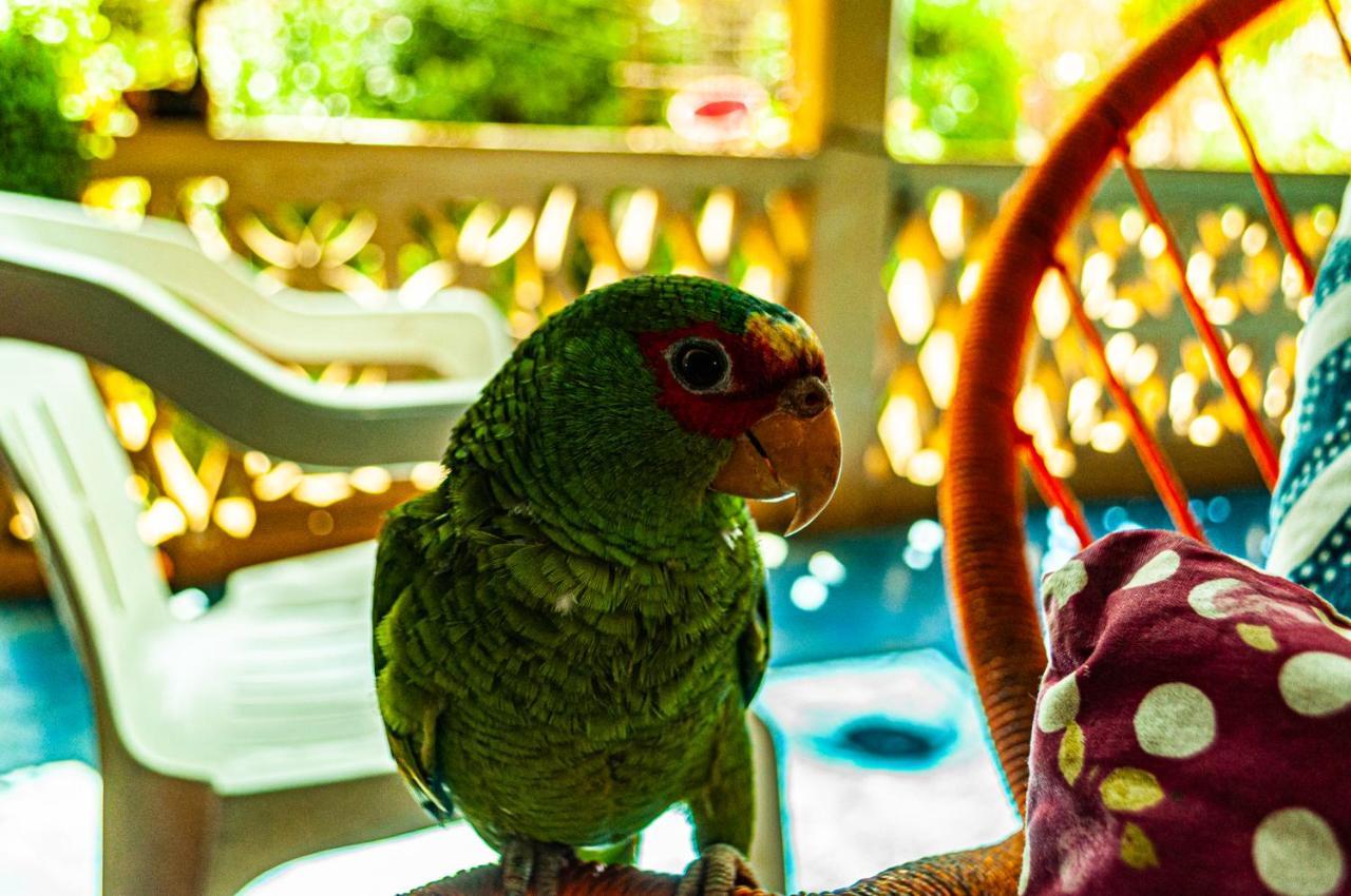 Hotel Capy Puerto Ángel Zewnętrze zdjęcie